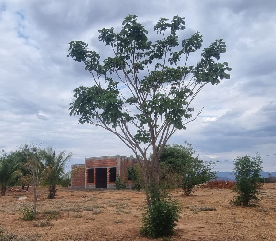 Chcara - Venda - Bairro Fazendas - Mato Verde - MG